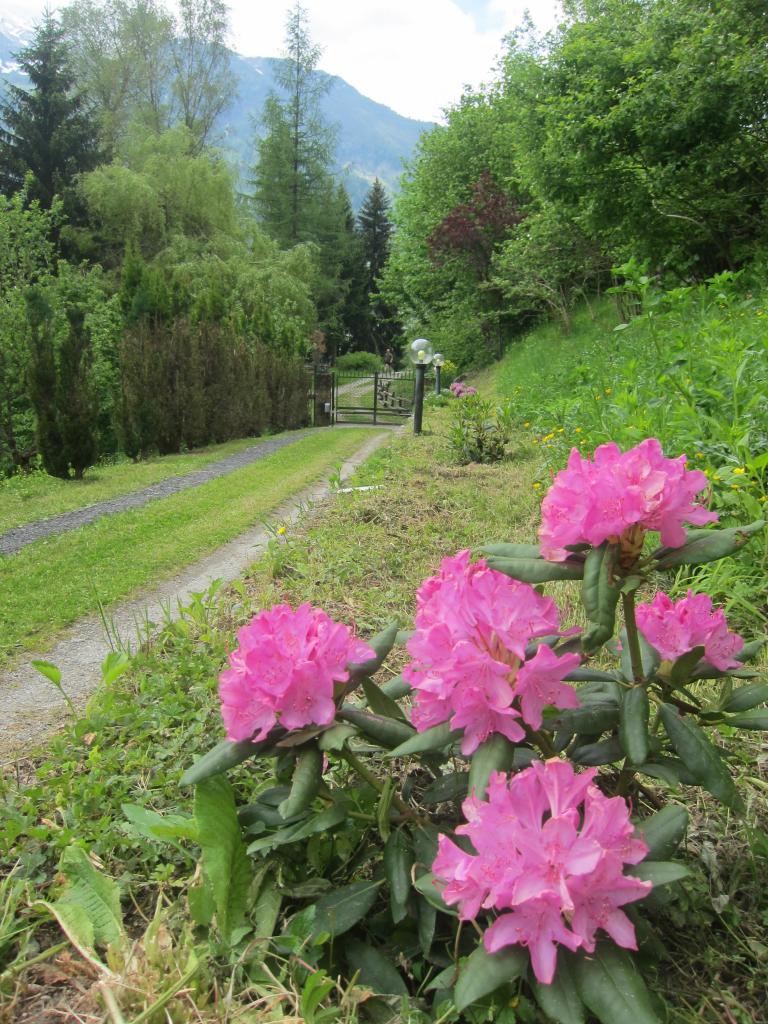 Les rhododendrons sont en fleurs